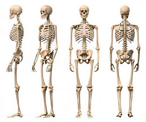 Adam skeleti 